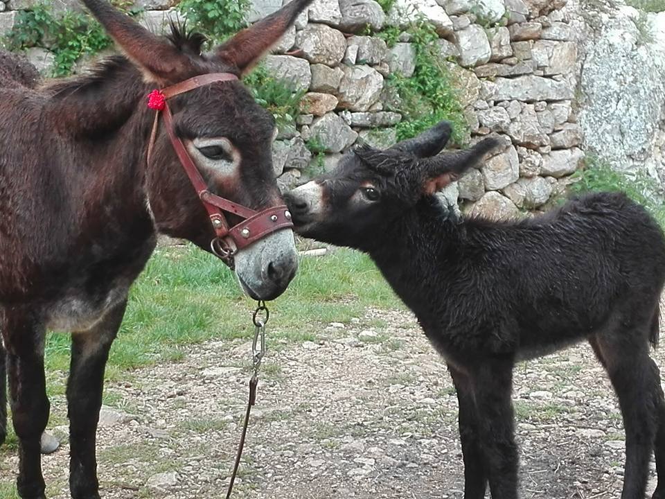 https://www.youtube.com/watch?v=rvwSrYZ86to&fbclid=IwAR1vu10iF_M4f6hawRoES7Oly_tusrkXqVsKRG1pMVodvUD9IbNmM-UOyZU
in attesa della www.ciucciopolitana.org
http://www.tempadelfico.com/mmiezz-ciucci/